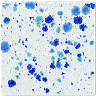 B9503 IJSBLOEM GLANZEND 200 ML