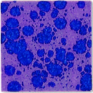 B9513 ANEMOON GLANZEND 200 ML