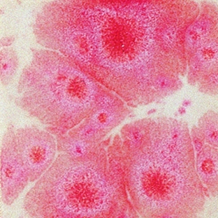 B9594 OCHTENDROOD 200 ML