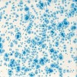 DUTCH ENAMELWARE 118ML